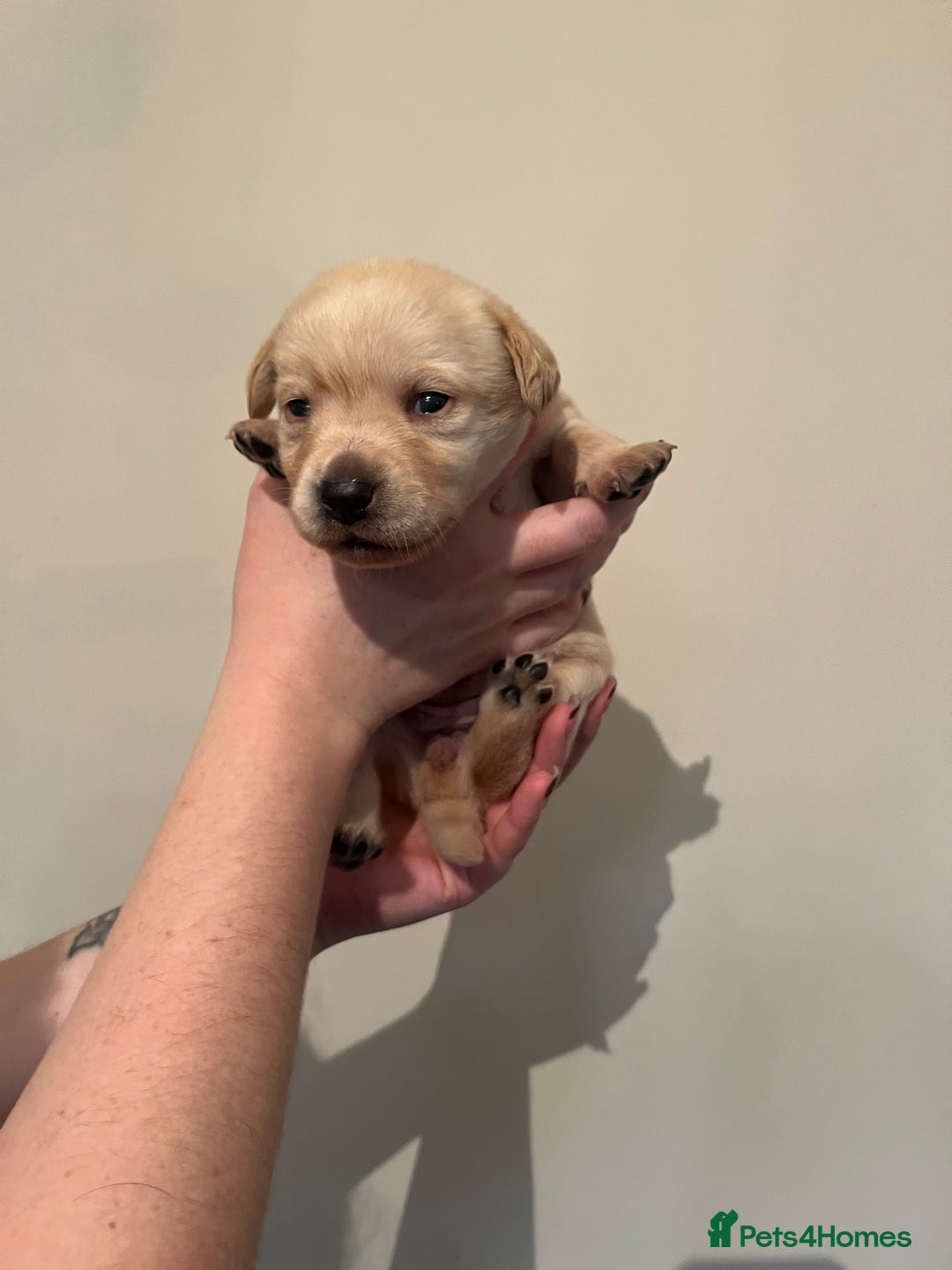 Labrador Retriever dogs for sale: Labrador Puppies - Advert 23