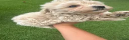 Maltipoo dogs for sale: Beautiful small Maltipoos (Asian poodle) f1 💙💙 - Advert 26