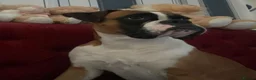 Boxer dogs for sale: 9 Month Female Boxer Puppy in Rochdale - Advert 2