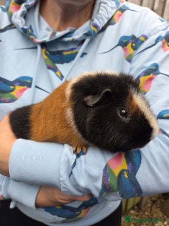 Guinea Pig rodents - Advert 15