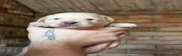 Labrador Retriever dogs for sale: 5 Male yellow Labradors available  in Norwich - Advert 11