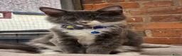 Maine Coon cats for sale: ❤️ TICA Registered Maine Coon Kittens Ready Now ❤️ - Advert 35