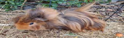 Guinea Pig rodents for sale: Single Peruvian boar and bonded mixed bead pair - Advert 7