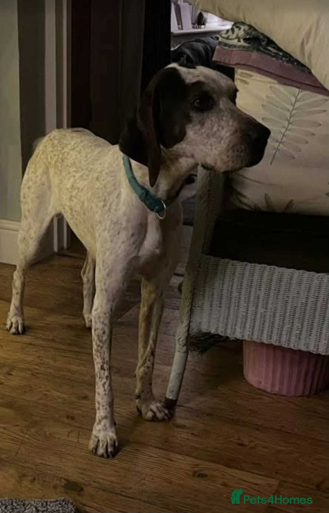 Pointer dogs for adoption: Raffie is looking for a perfect home  - Advert 9