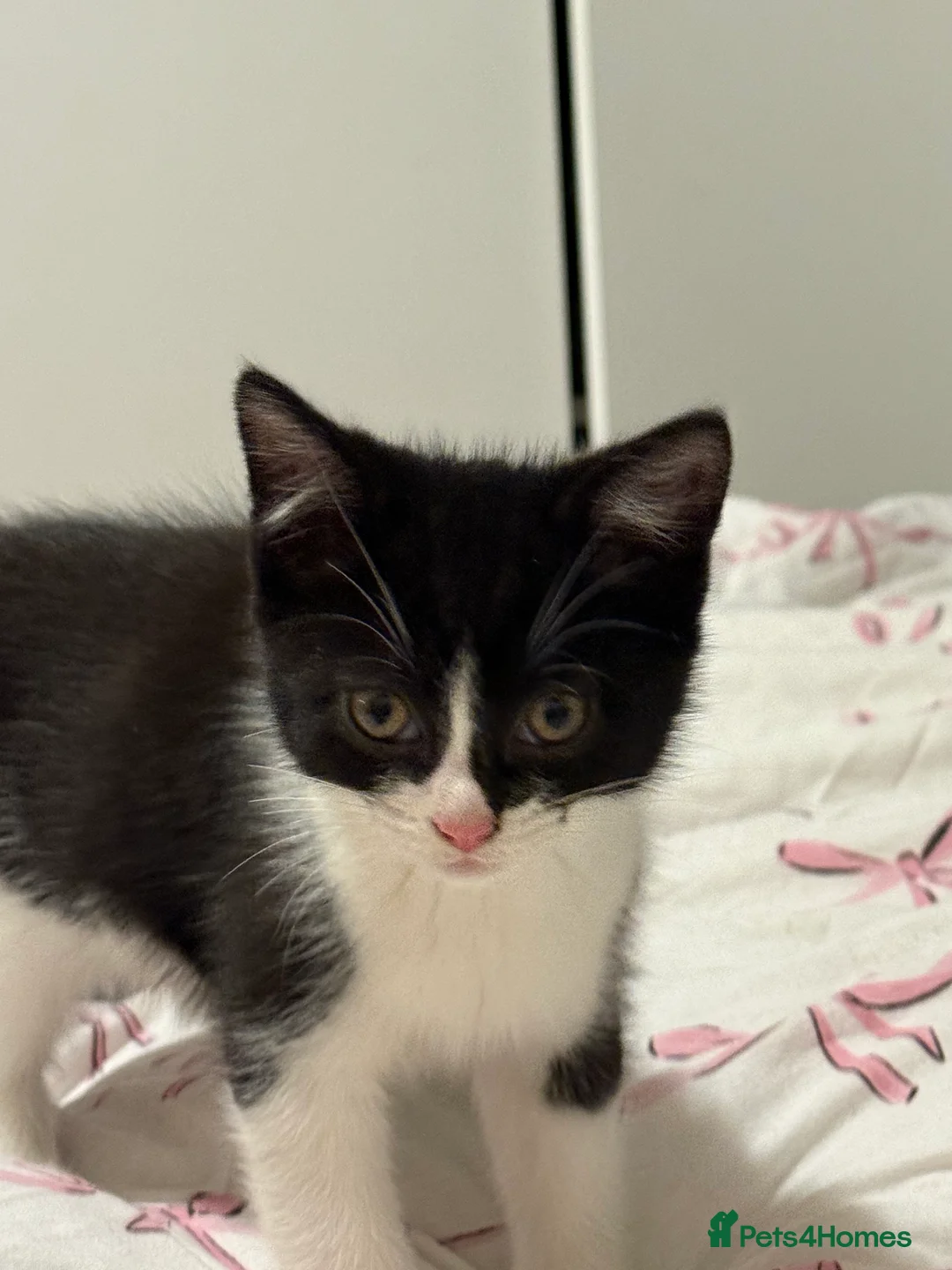 Mixed Breed cats for sale: Playful kittens looking for new home🐾 - Advert 3