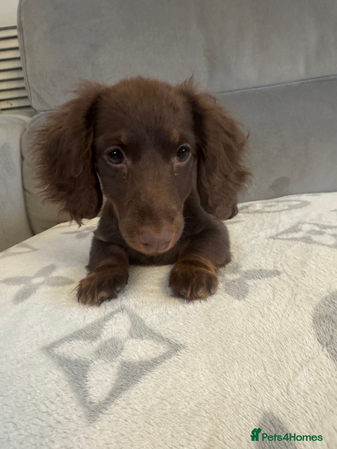 Dachshund dogs for sale: Female  - Advert 3
