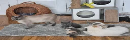 British Shorthair cats for sale: Ready! GCCF parents with champions in line,BSH - Advert 22
