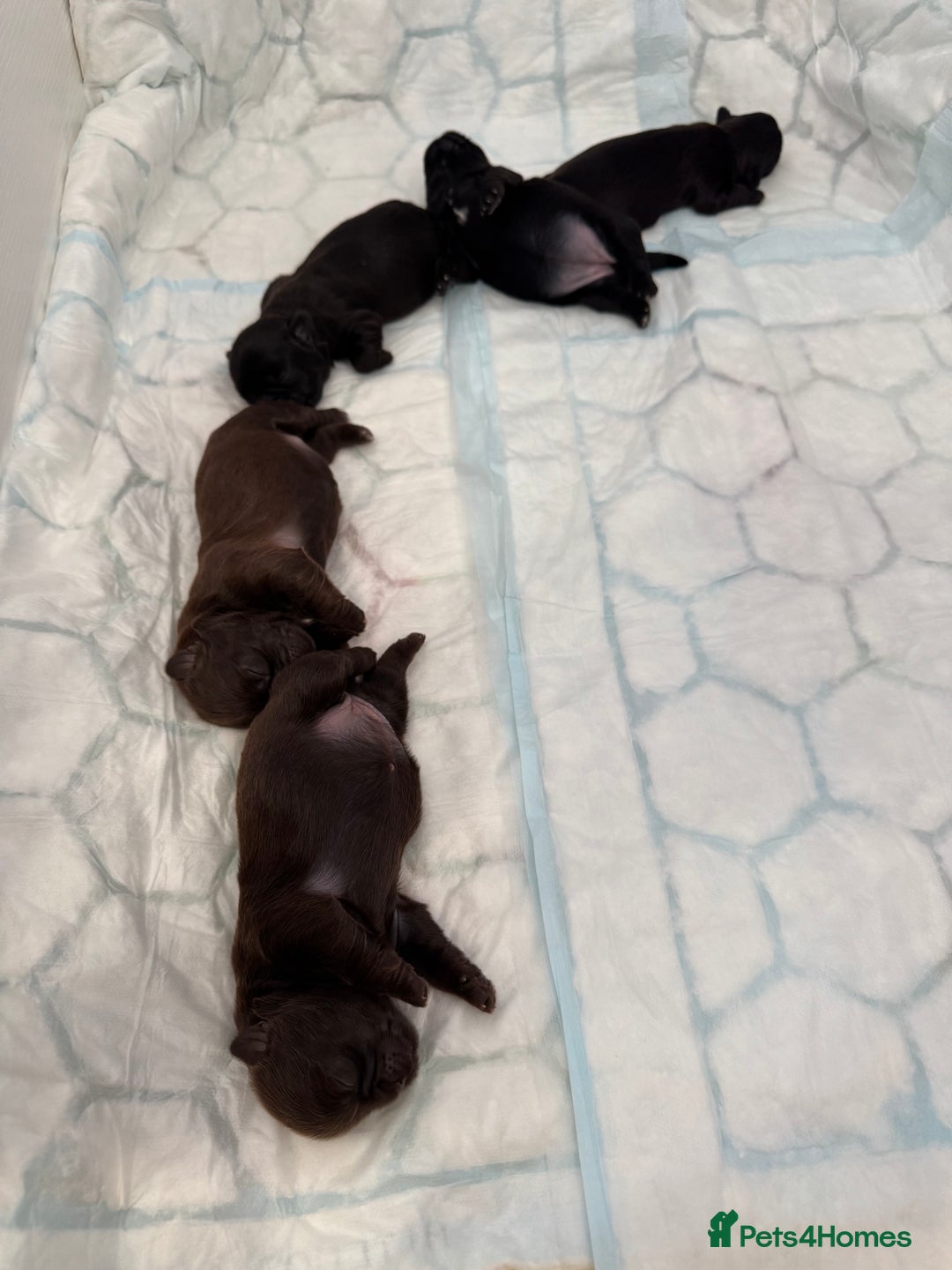 Shih Tzu dogs for sale: ✨ Exceptional Shih Tzu Puppies – Available✨ - Advert 3