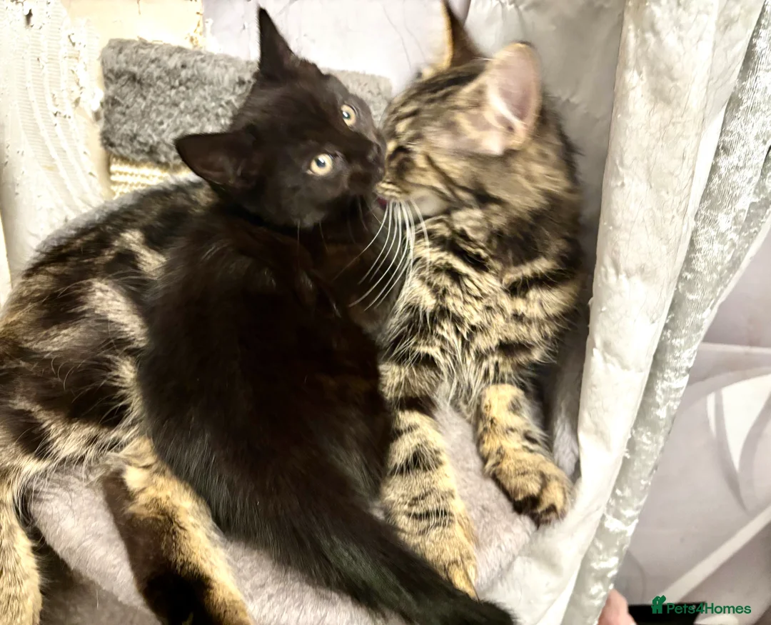 Mixed Breed cats for sale: Fluffy, playful kittens - Advert 5