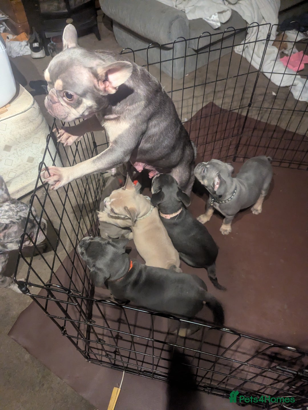 Mixed Breed dogs for sale: All cute and little tanks!  - Advert 1