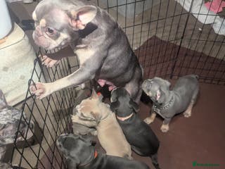 Mixed Breed dogs All cute and little tanks! - Advert 18