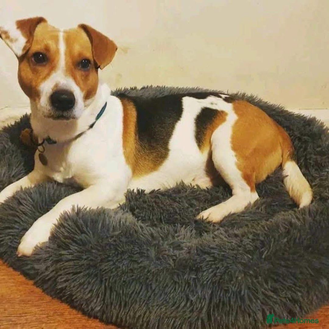 Mixed Breed dogs for adoption: Herbie and Bronn - Advert 3