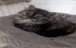 Persian cats for sale: Beautiful Persian kittens  - Image 5