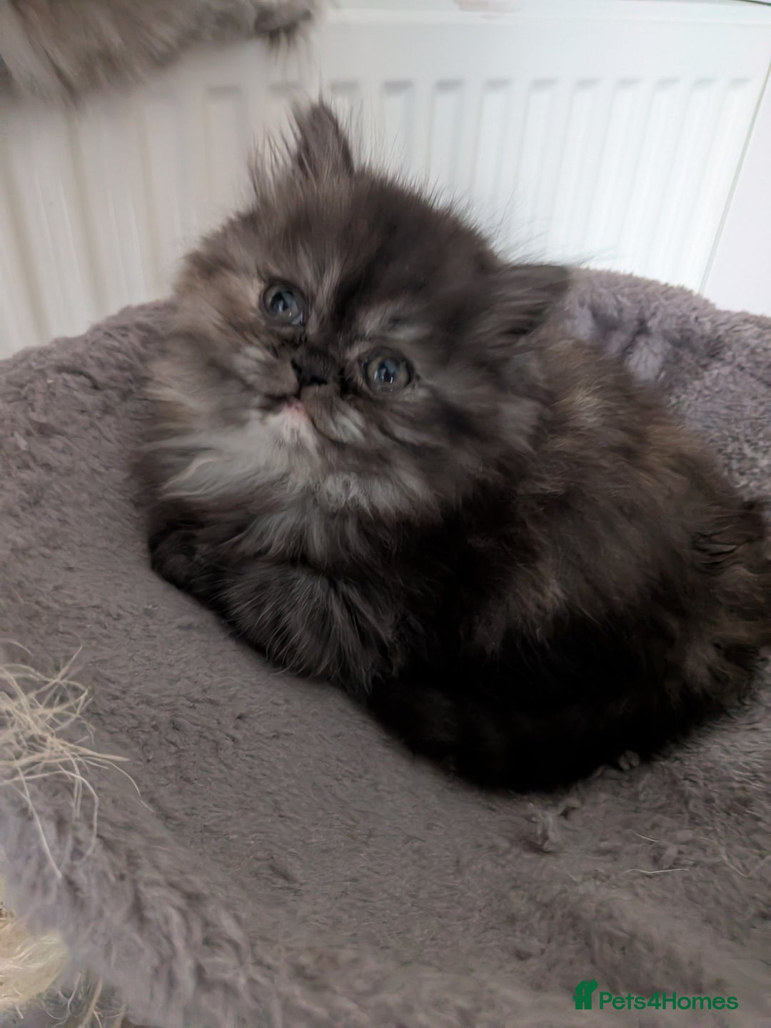 Persian cats for sale: Beautiful Persian kittens  - Image 5