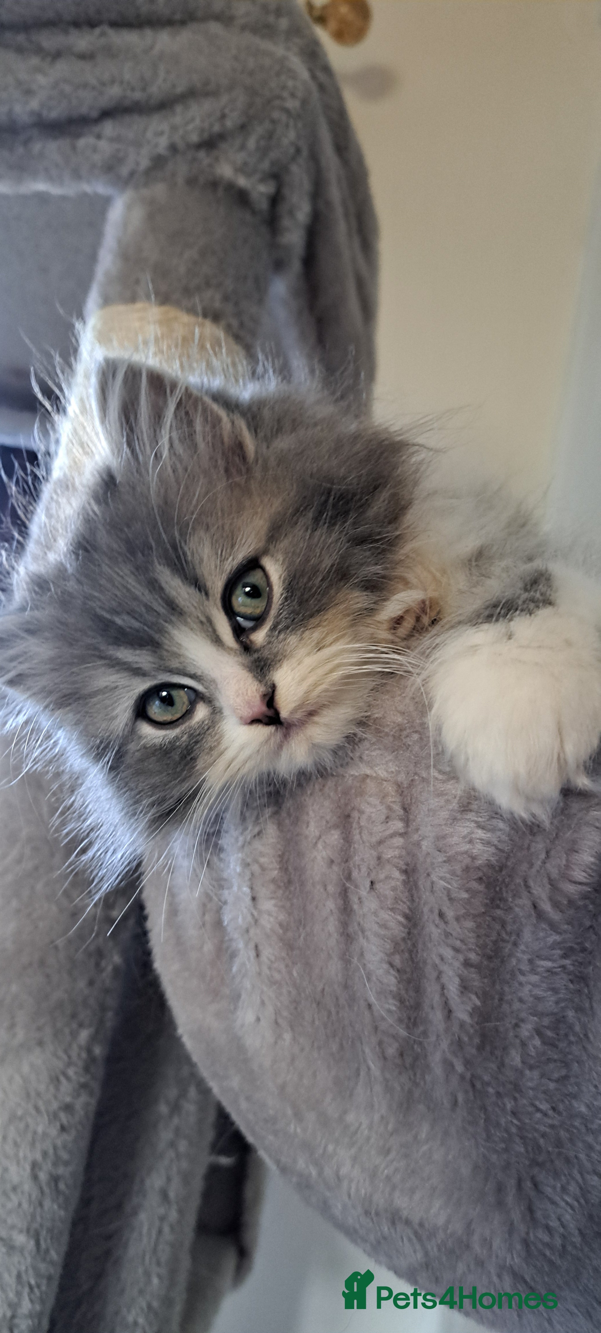 Ragdoll cats 2 ragdoll cross persian kittens - Advert 17