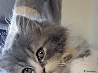 Ragdoll cats 2 ragdoll cross persian kittens - Advert 5