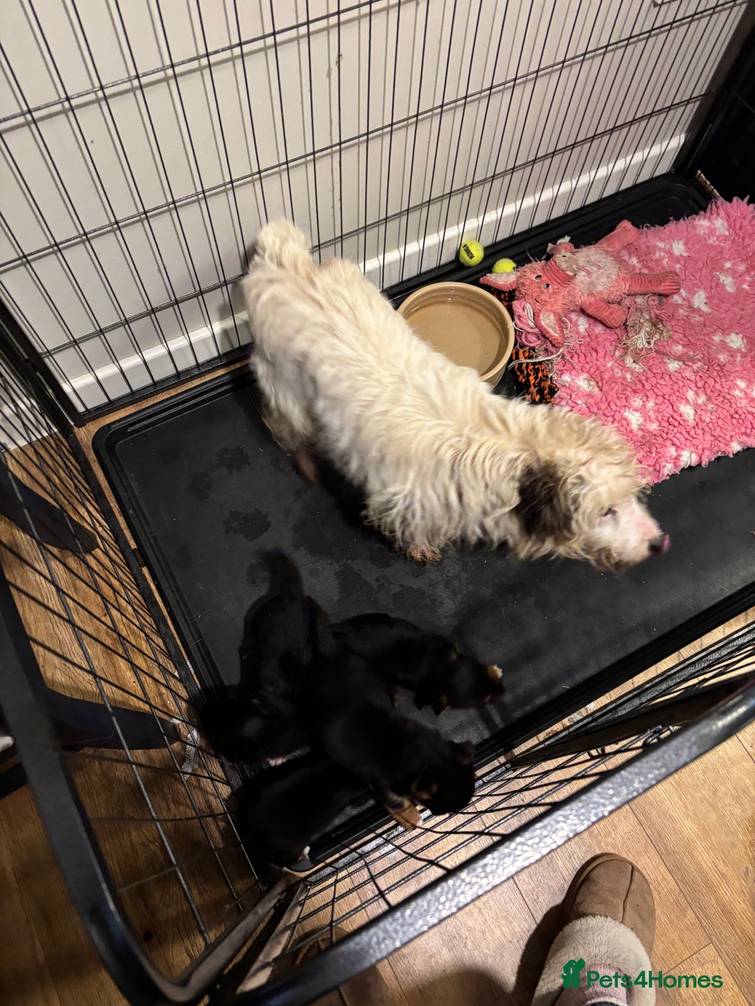 Mixed Breed dogs for sale: Stunning Jack Russell pups ready for loving homes  - Advert 2