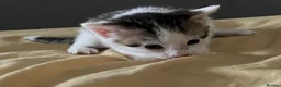 European cats for sale: 4 cute kittens in Bracknell - Advert 6