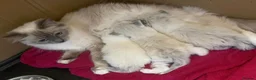 Ragdoll cats for sale: 5 BEAUTIFUL RAGDOLL GIRLS - Advert 1