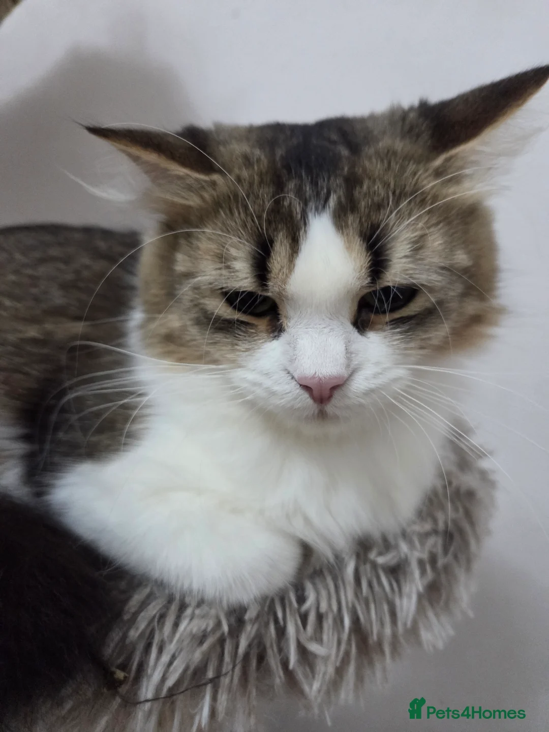 Mixed Breed cats for sale: Siberian and bsh kittens  - Advert 6