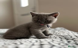 British Shorthair cats for sale: Beautiful British Shorthair Kittens - Image 5