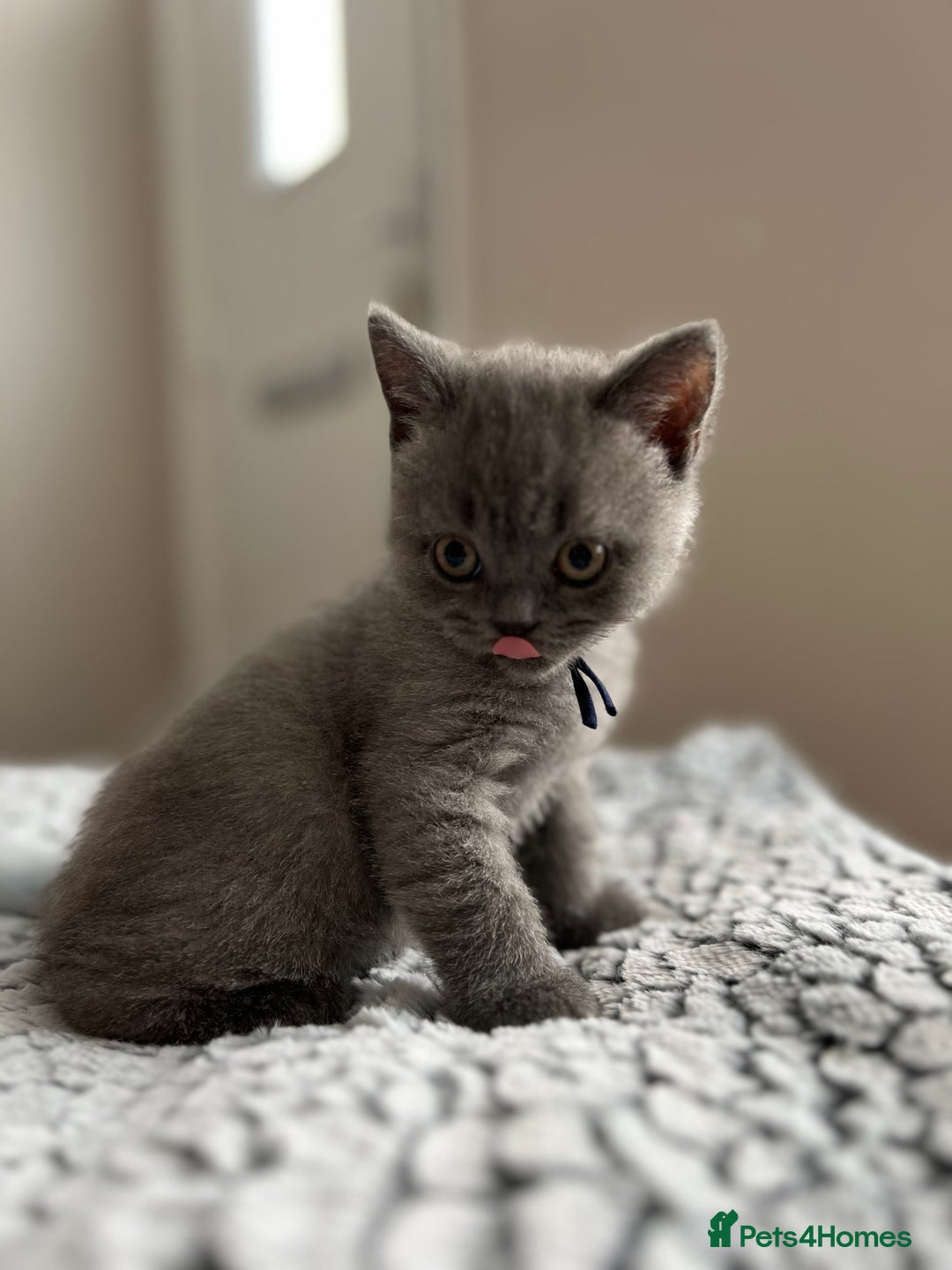 British Shorthair cats for sale: Beautiful British Shorthair Kittens - Image 5