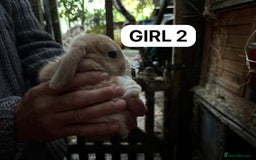 Mini Lop rabbits for sale: Friendly, Handled, Beautiful Baby Bunnies for Sale - Image 9