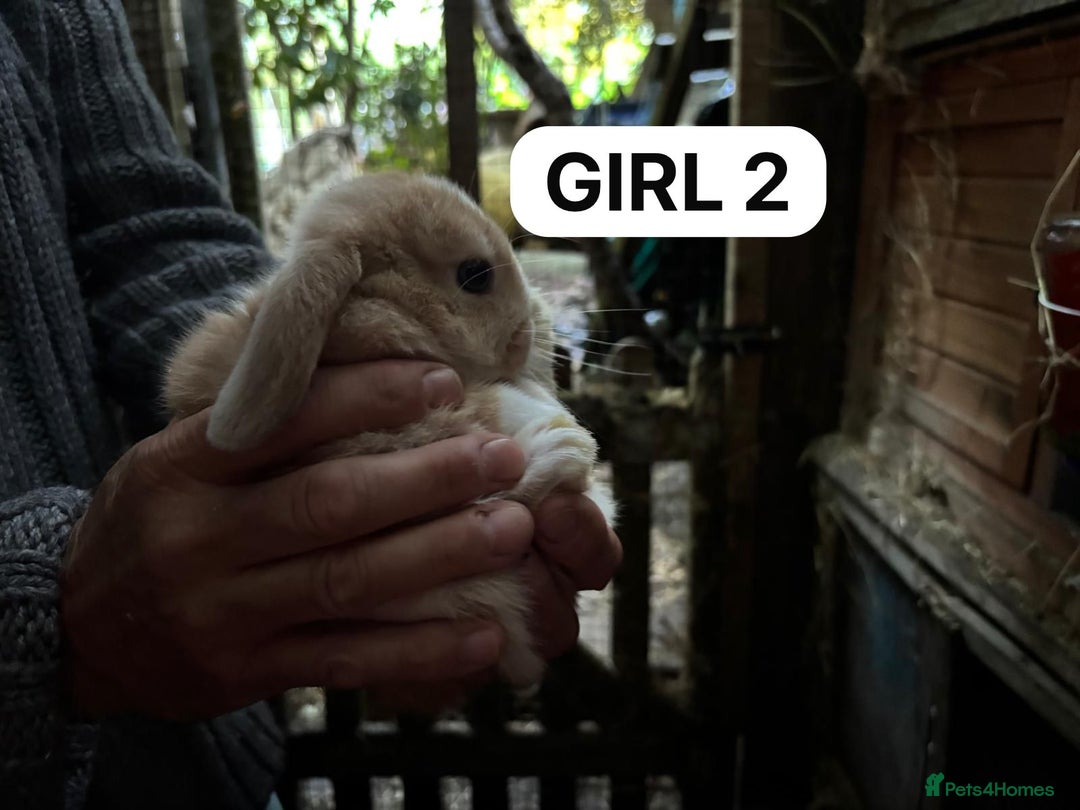 Mini Lop rabbits for sale: Friendly, Handled, Beautiful Baby Bunnies for Sale - Image 9