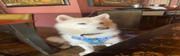 Siberian Husky dogs for sale: Siberian husky  in Blackburn - Advert 4