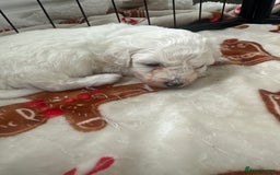 Bichon Frise dogs for sale: Bichon Frise puppies   - Image 9