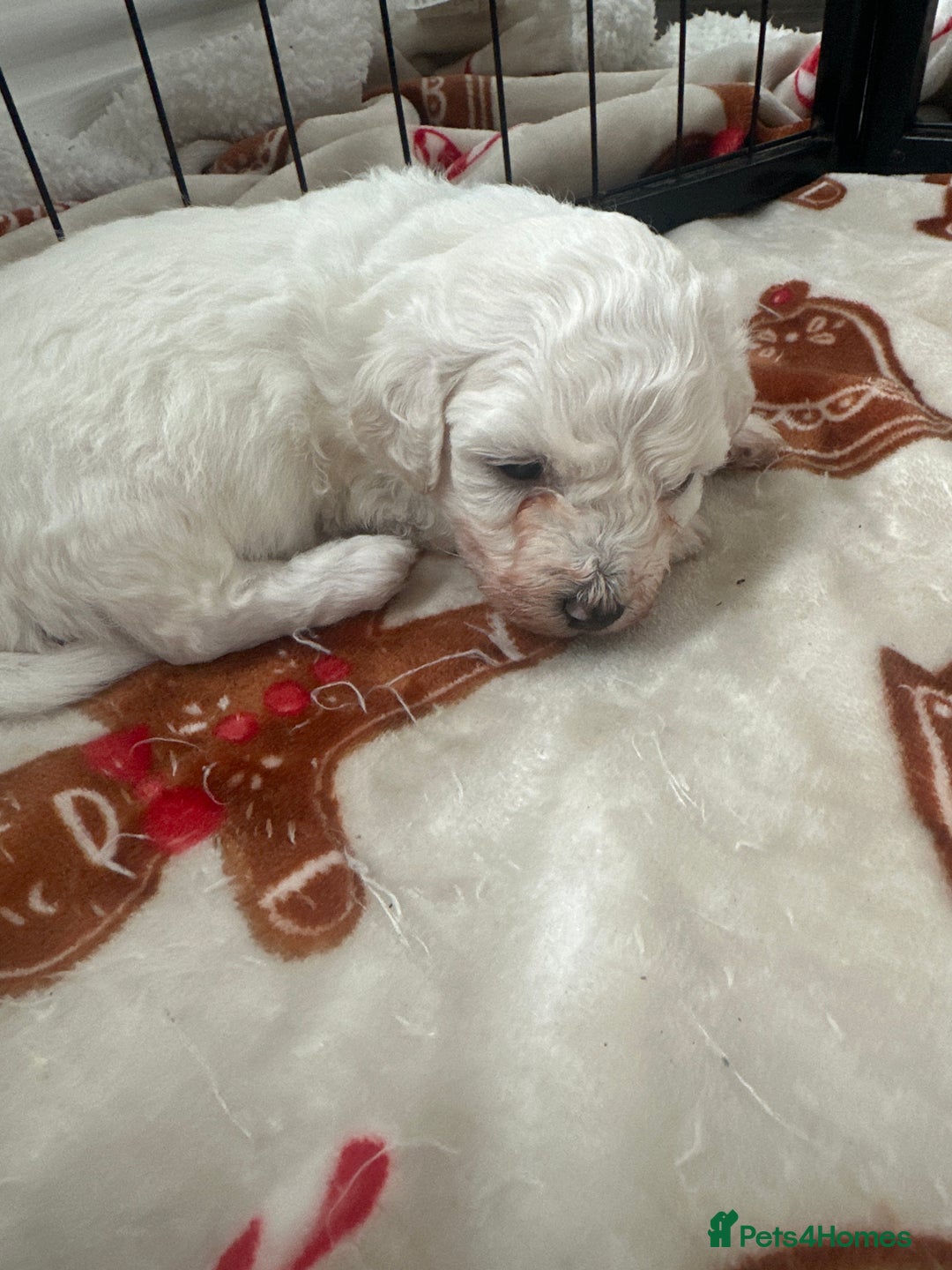 Bichon Frise dogs for sale: Bichon Frise puppies   - Image 9