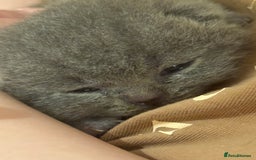 British Shorthair cats for sale: Beautiful BSH Boy for sale - Image 4