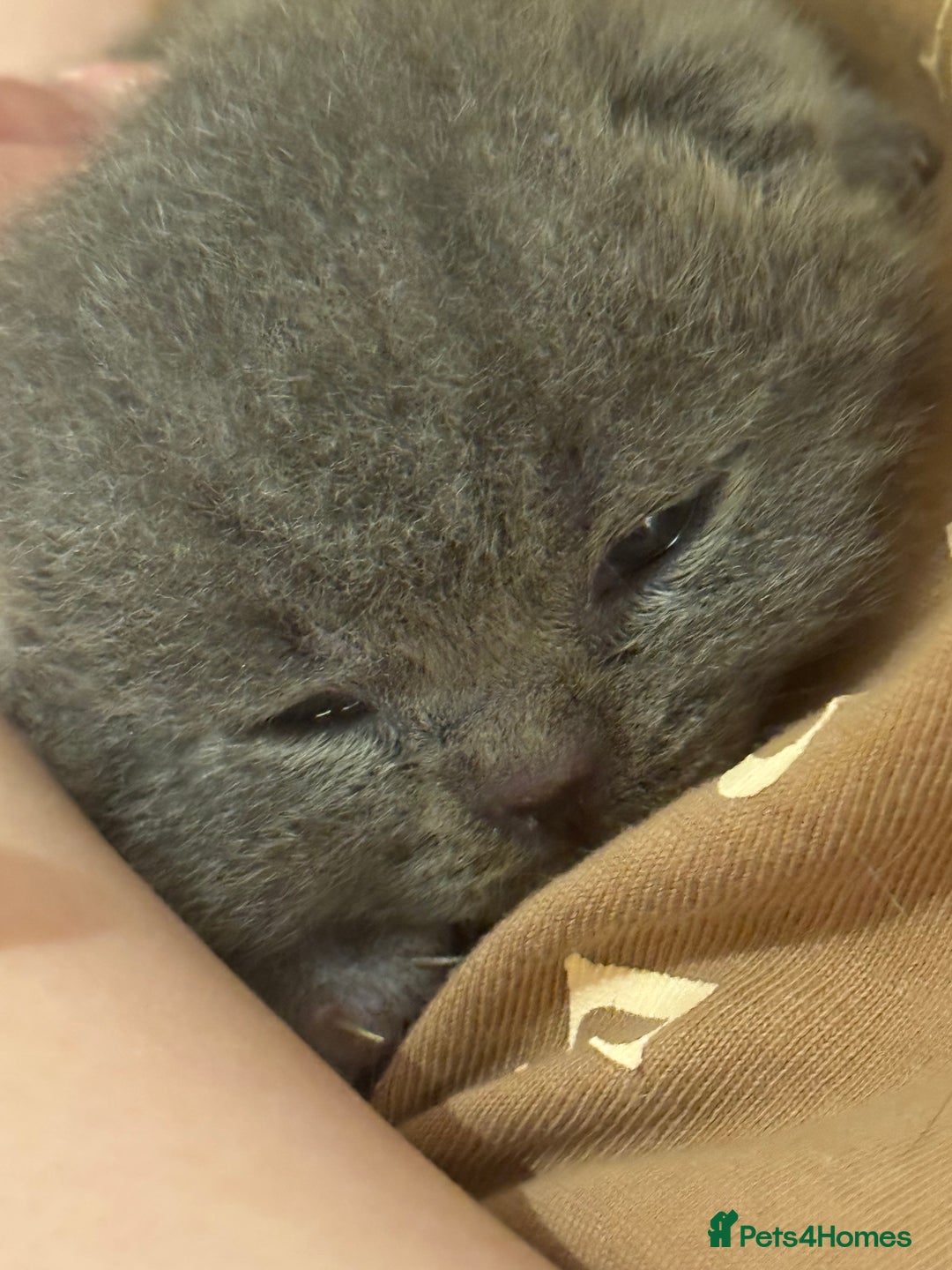 British Shorthair cats for sale: Beautiful BSH Boy for sale - Image 4