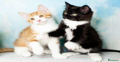 Mixed Breed cats - Advert 13