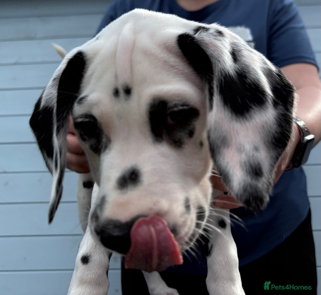 Dalmatian dogs for sale: One gorgeous KC registered Dalmatian puppy - Image 6