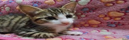 Mixed Breed cats for sale: Affectionate tabby female kitten - Advert 4