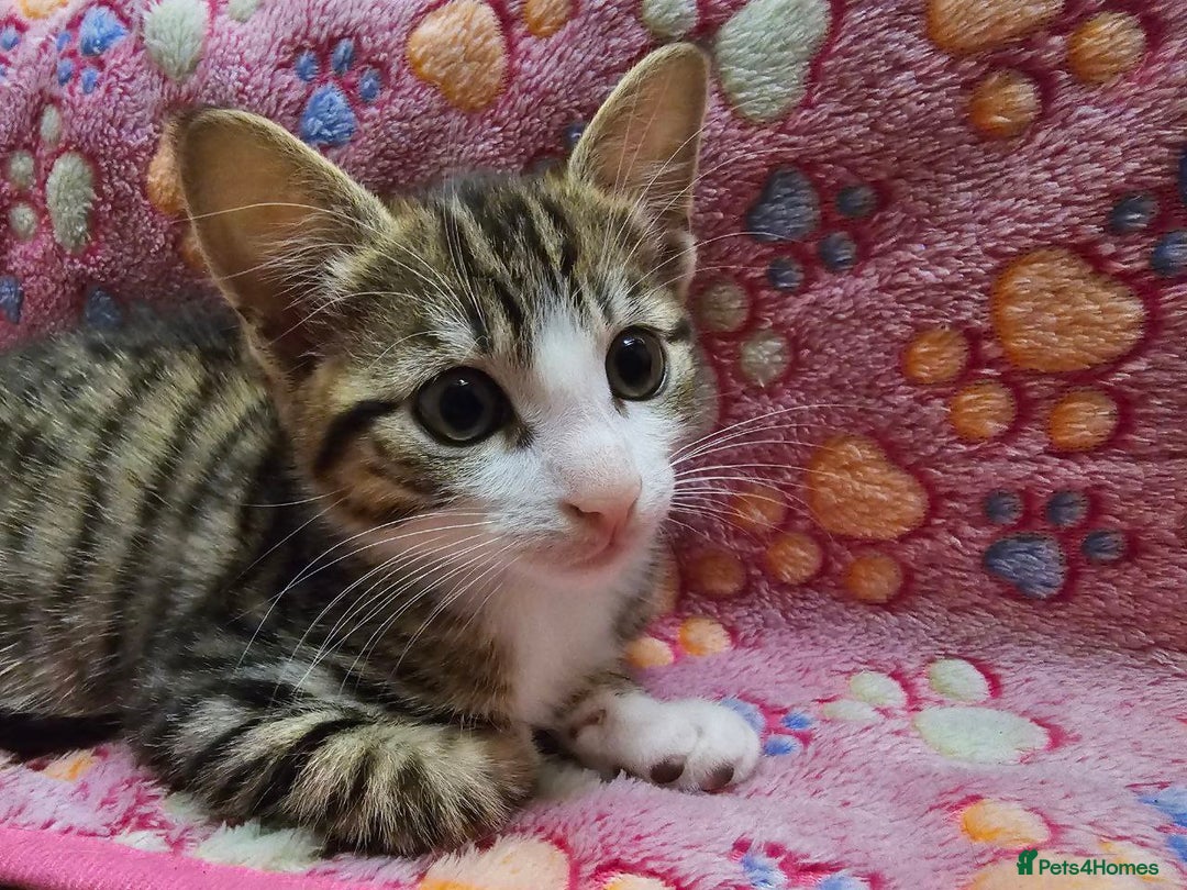 Mixed Breed cats for sale: Affectionate tabby female kitten - Advert 4