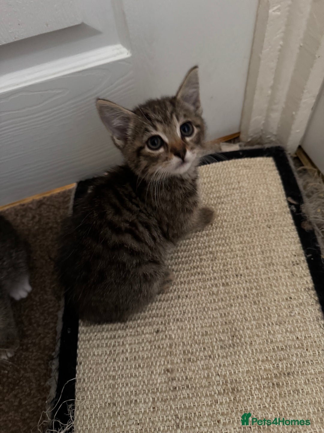 Domestic Shorthair cats for sale: Lovely kittens ready for new home - Image 6
