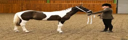 Paint horses for sale: American paint x Gelding - Advert 1