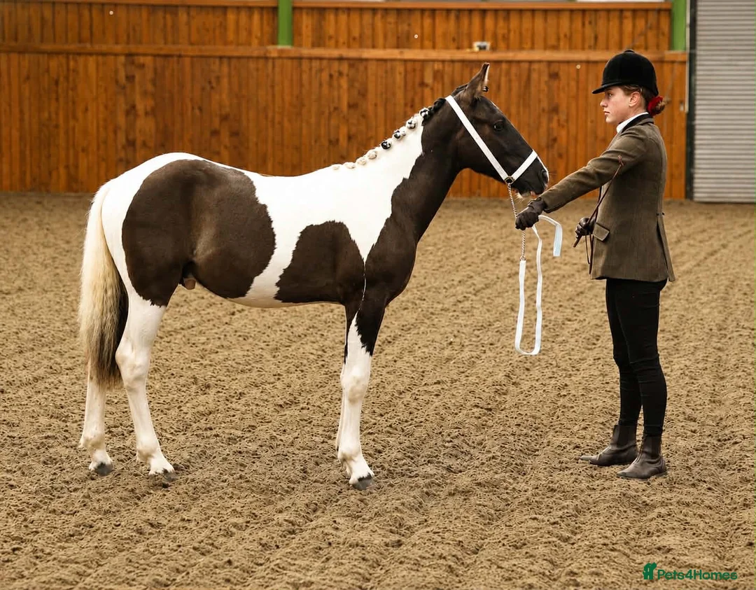 Paint horses for sale: American paint x Gelding - Advert 1