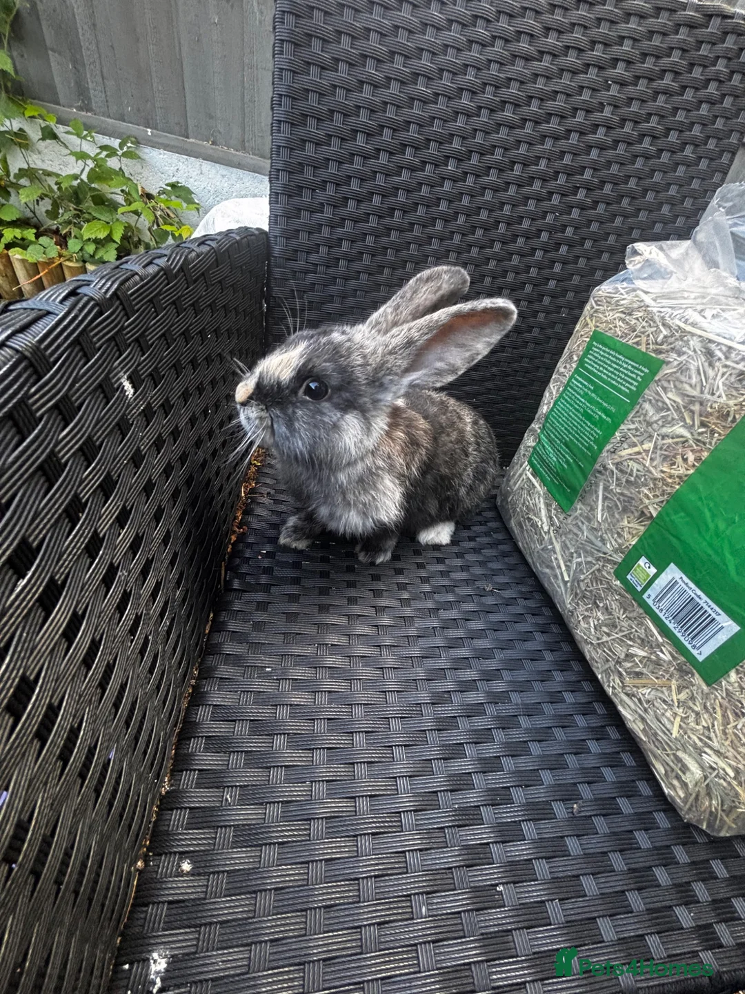 Mixed Breed rabbits for sale: Baby rabbits for sale in Sittingbourne - Advert 11