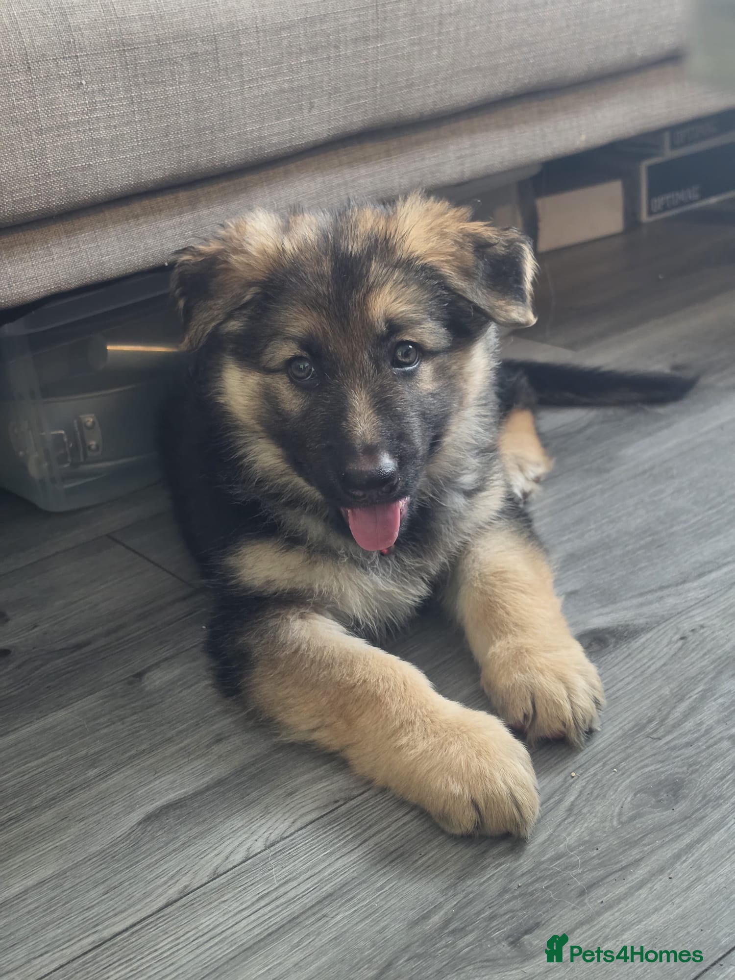 German Shepherd dogs German Shepherd Pups - Advert 2