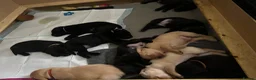 Labrador Retriever dogs for sale: Beautiful KC Labrador Puppies – Black & Fox Red in Hertford - Advert 13