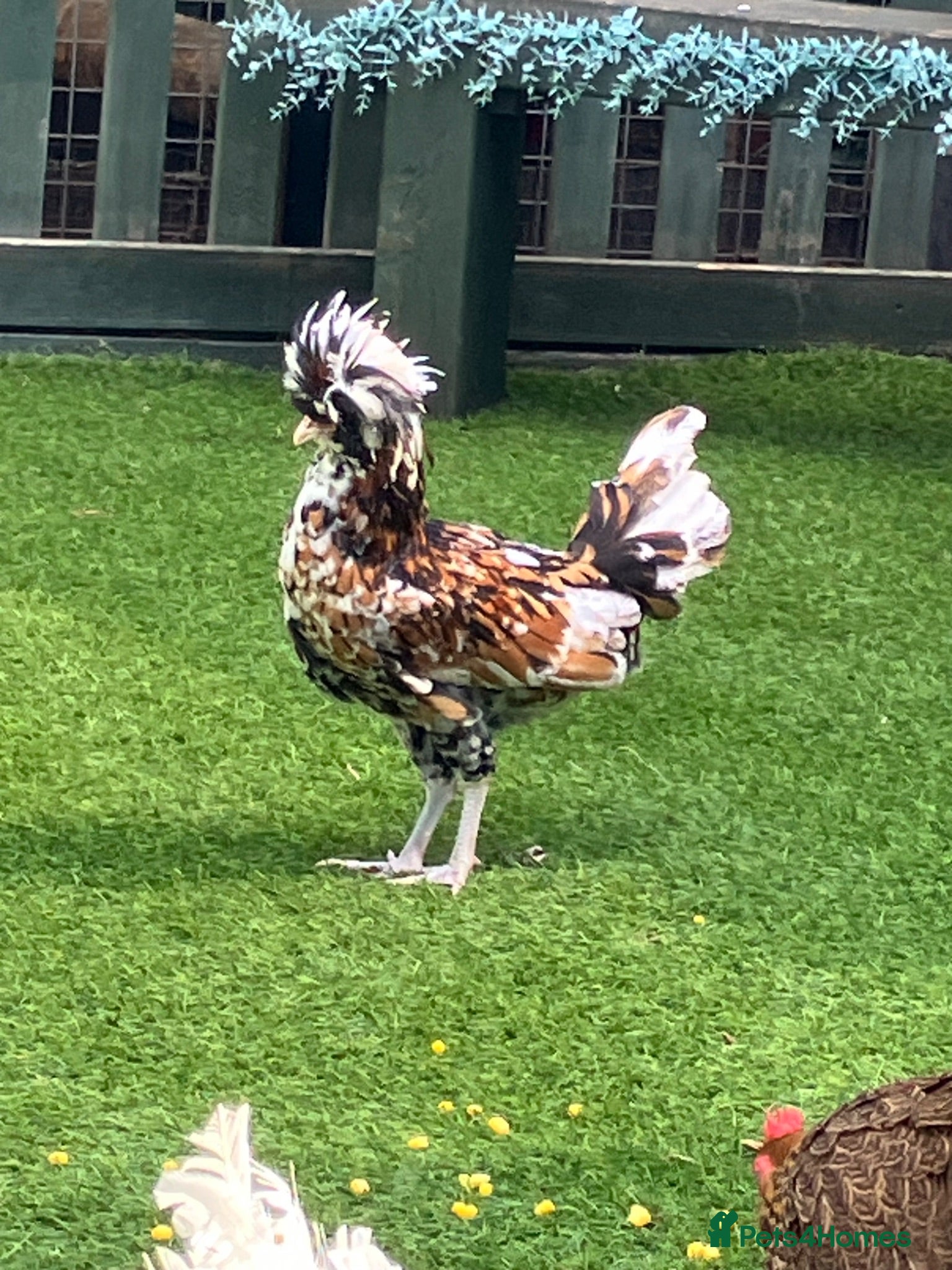 Chickens poultry Polish rooster - Advert 1