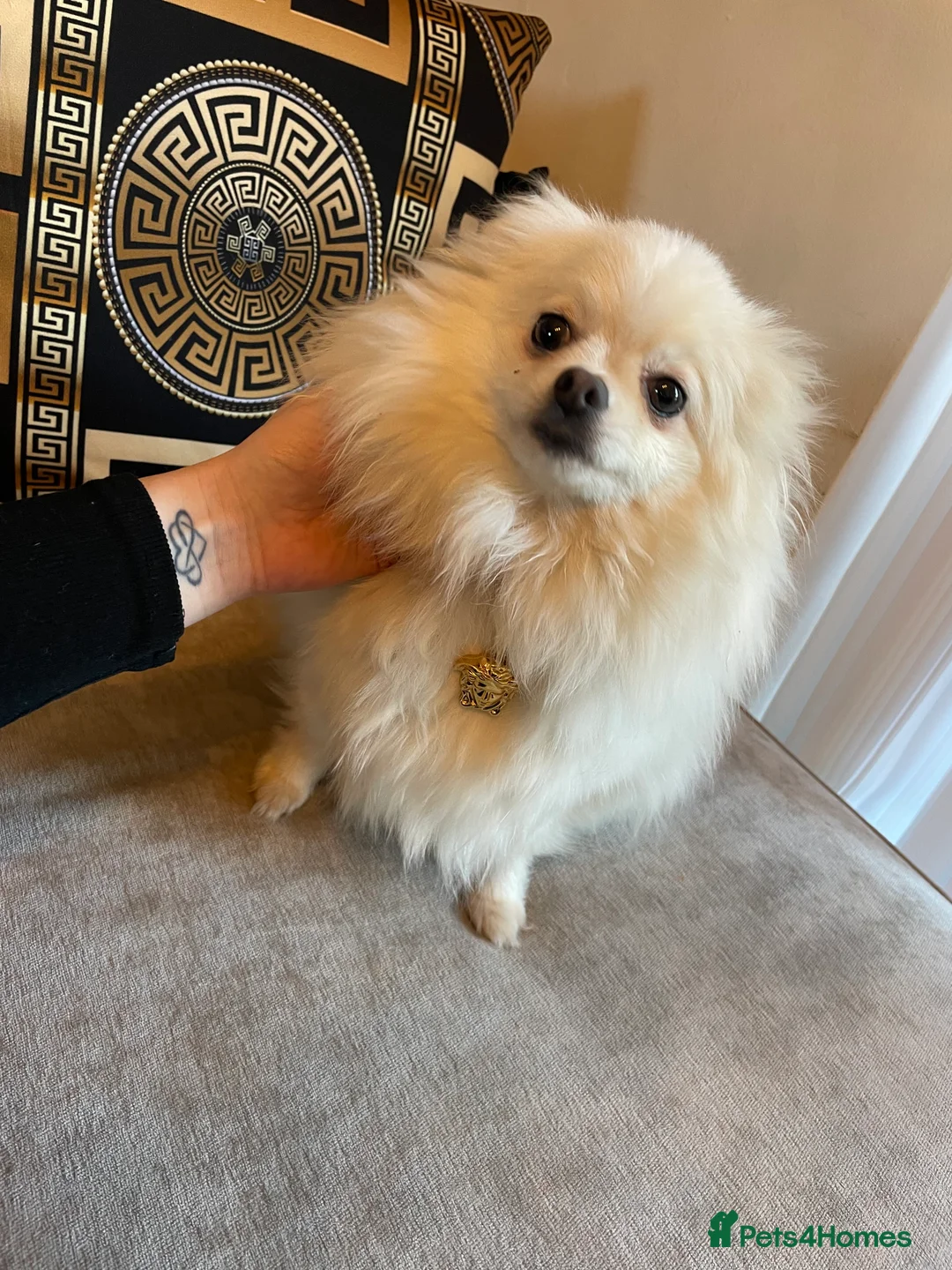 Pomeranian dogs for sale: Beautiful tiny Pomeranian male pup left  - Advert 15
