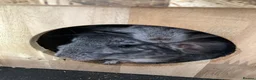 Chinchilla rodents for sale: Two 3yo sister chinchillas for sale in London - Advert 5