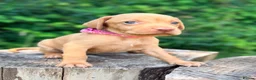 Hungarian Vizsla dogs for sale: KC Reg Hungarian Vizsla pups Hip/Elbow DNA Tested - Advert 36