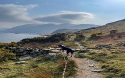 Border Collie dogs for sale: 2 Year old Collie Dog  - Image 6