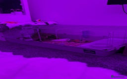 Guinea Pig rodents for sale: 2 male guniepigs and cage   - Image 7