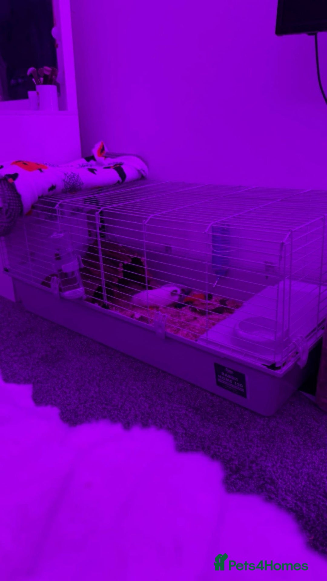 Guinea Pig rodents for sale: 2 male guniepigs and cage   - Image 7